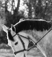 black and white photo of a woman riding a horse